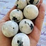 Rainbow Moonstone Spheres Orbs - 30-35mm