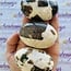 Polarity Moonstone Palm Pillow Pocket Stone - Large