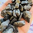 Honduras Black Opal - Tumbled (Medium)