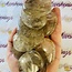 Smoky (Smokey) Quartz Flat Stone - Large Oval 2" Slice Slab