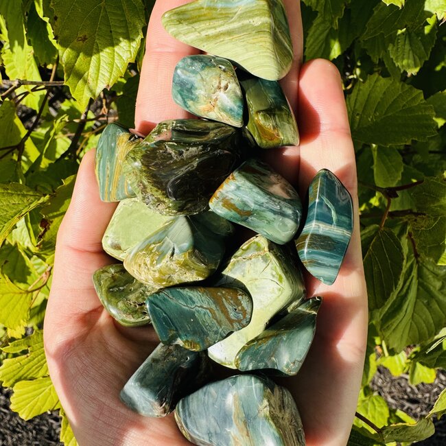 Swamp Bogwood (Larsonite) - Tumbled