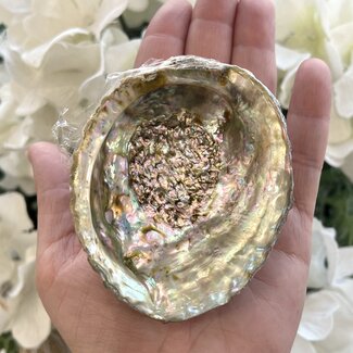 Green Abalone Smudge Sage Shell - Medium (3-4")