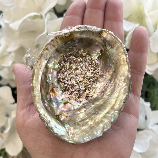Green Abalone Smudge Sage Shell - Medium (3-4")
