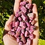 Ruby (Double Terminated) - Rough Raw Natural