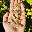 Goethite (Limonite) in Quartz Points