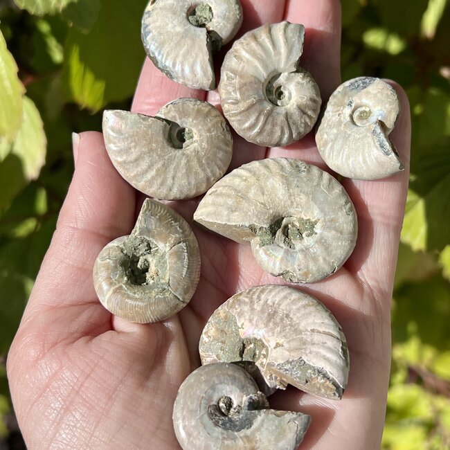 Ammonite Shells - High Flash (Small) - Whole Natural Polished Raw Rough