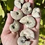 Ammonite Shells - High Flash (Small) - Whole Natural Polished Raw Rough