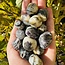 Fluorite Root - Tumbled