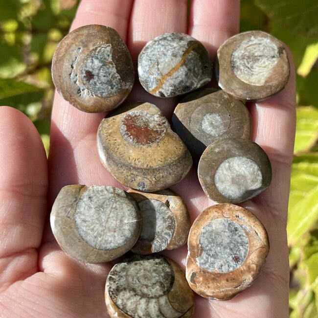 Ammonite - One Side Flat-Natural Rough Raw