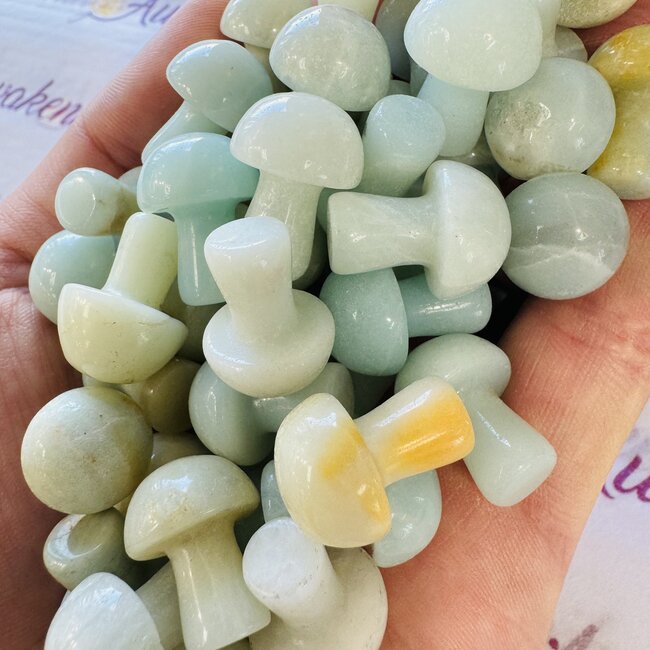 Caribbean Calcite Mushrooms - Mini