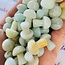 Caribbean Calcite Mushrooms - Mini