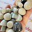 Trolleite Mushroom - Medium
