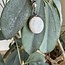 Russian Natrolite Pendants - Oval Bezel Set - Sterling Silver