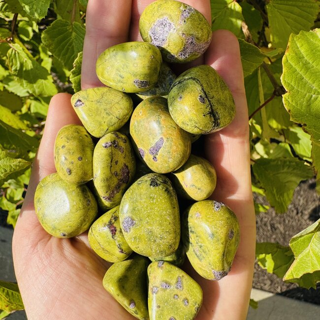 Stichtite in Serpentine (Atlantasite Atlantisite Tasmanite) - Tumbled