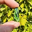 Chrome Diopside (AAA Grade) - Tumbled Smooth