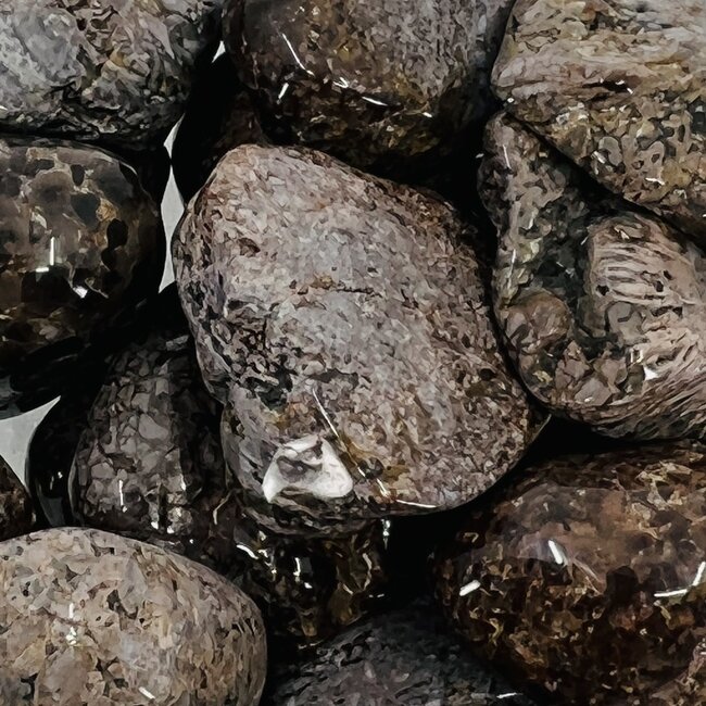 Coprolite - Tumbled