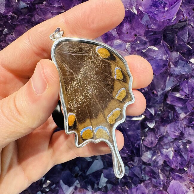 Blue & Black Butterfly Wing Pendant - Sterling Silver 2.5" Peru Emerge Collection