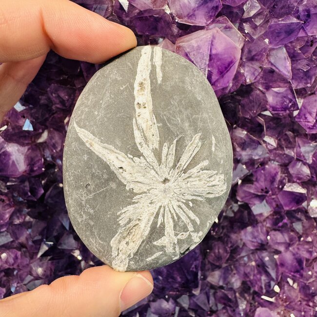 Chrysanthemum (Flower) Stone - Palm Pillow Pocket Stone