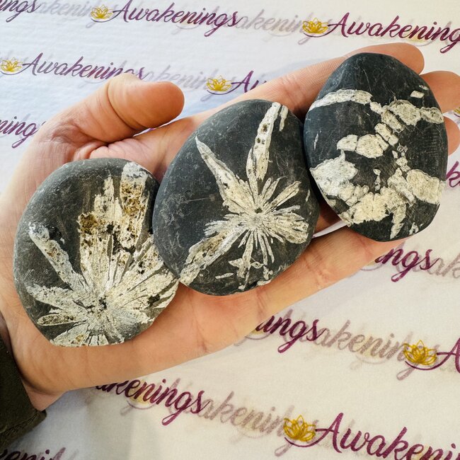 Chrysanthemum (Flower) Stone - Palm Pillow Pocket Stone