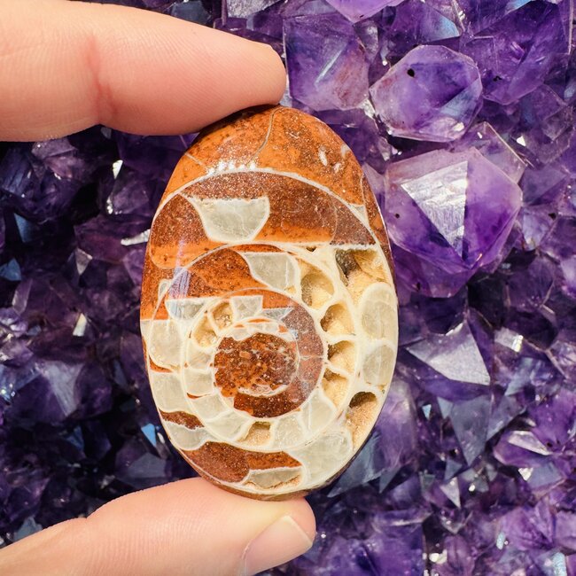 Ammonite Palmstone