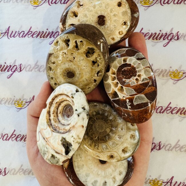 Ammonite Palmstone