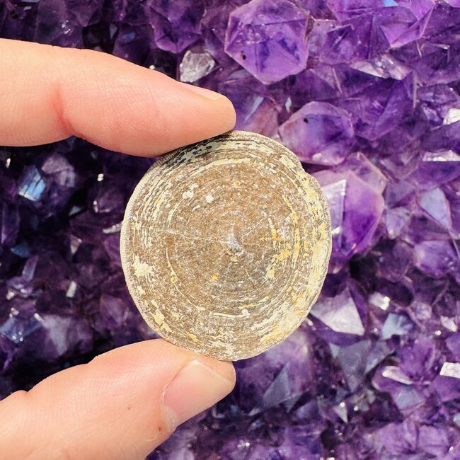 Floating Fossil Coral - Rough Raw Natural