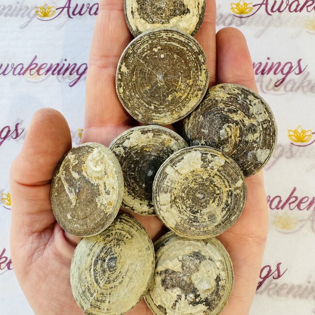 Floating Fossil Coral - Rough Raw Natural