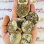 Floating Fossil Coral - Rough Raw Natural
