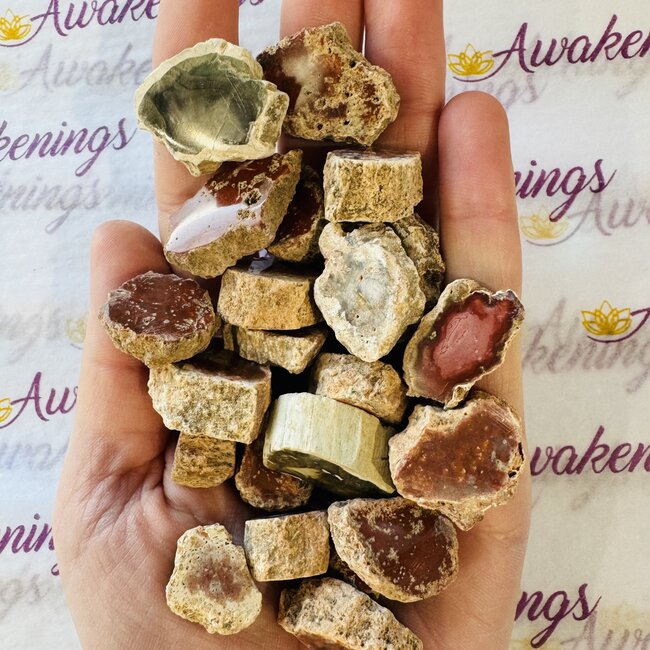 Petrified Wood Slices - Small Rough Raw Natural Slab Flat