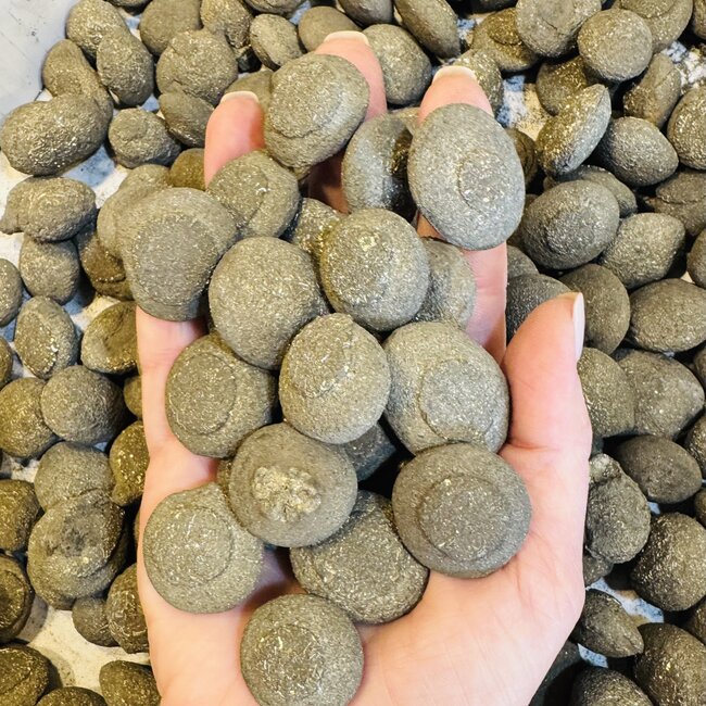 Pyrite Buttons - Natural Rough Raw
