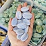 Blue Lace Agate (AAA Grade) - Palm Pillow Pocket Stone