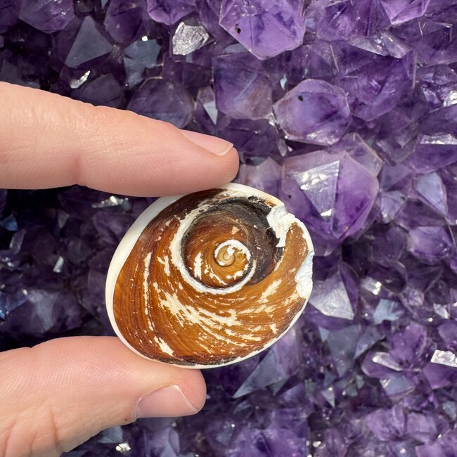 Eye of St Saint Lucia Shells - Large Mermaid's Money - Rough Raw Natural