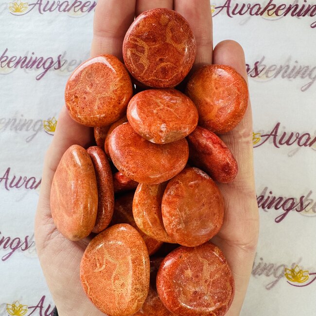 Orange Red Sponge Coral Round Flats - Mini Palm Stones Slices Slabs