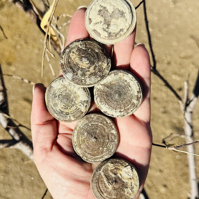 Floating Fossil Coral - Rough Raw Natural