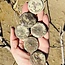 Floating Fossil Coral - Rough Raw Natural
