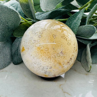 Coral Jade (Fossilized Fossil Actinocyathus Coral) Sphere Orb - 60mm