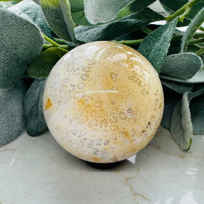 Coral Jade (Fossilized Fossil Actinocyathus Coral) Sphere Orb - 60mm