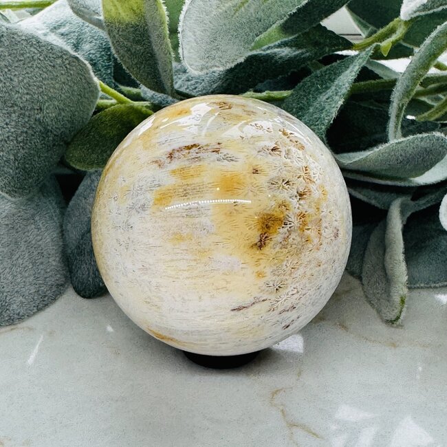 Coral Jade (Fossilized Fossil Actinocyathus Coral) Sphere Orb - 60mm