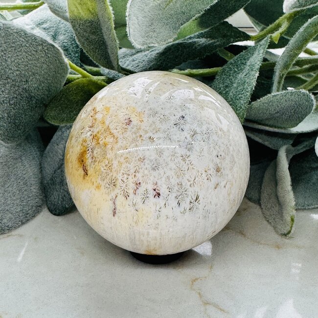 Coral Jade (Fossilized Fossil Actinocyathus Coral) Sphere Orb - 60mm