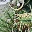 Bigfoot Big Foot Keychain - Bigfoot in Trees Oval Shape Silver Color