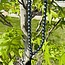 Hematite Japa Malas - Prayer Meditation Mantra Counting Beads - 8mm