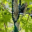 Moss Agate Japa Malas - Prayer Meditation Mantra Counting Beads - 8mm