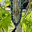 Black Labradorite (Larvikite) Japa Malas - Prayer Meditation Mantra Counting Beads - 8mm