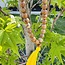 Camel Jasper Japa Malas - Prayer Meditation Mantra Counting Beads - 8mm
