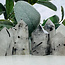 Black Tourmaline in Clear Quartz (Tourmalated Tourmalinated Rutilated Quartz) Generator Tower Point - Small (1-2")
