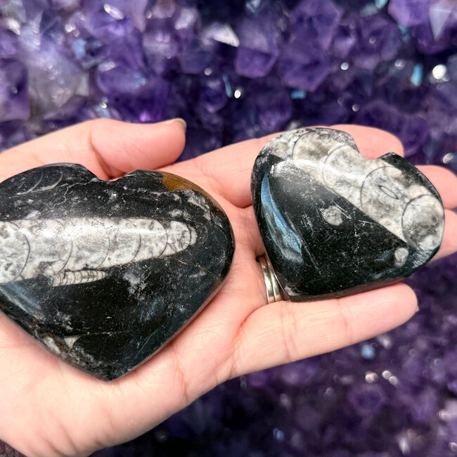 Black Orthoceras (Kuber Stone) Hearts - Medium (Fossil)