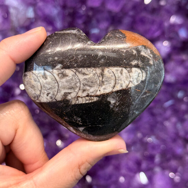 Black Orthoceras (Kuber Stone) Hearts - Medium (Fossil)