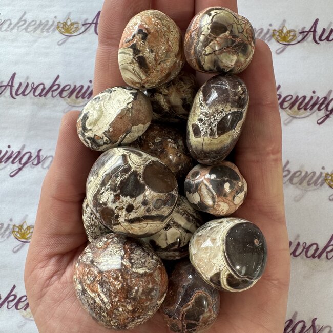 Money Agate - Tumbled