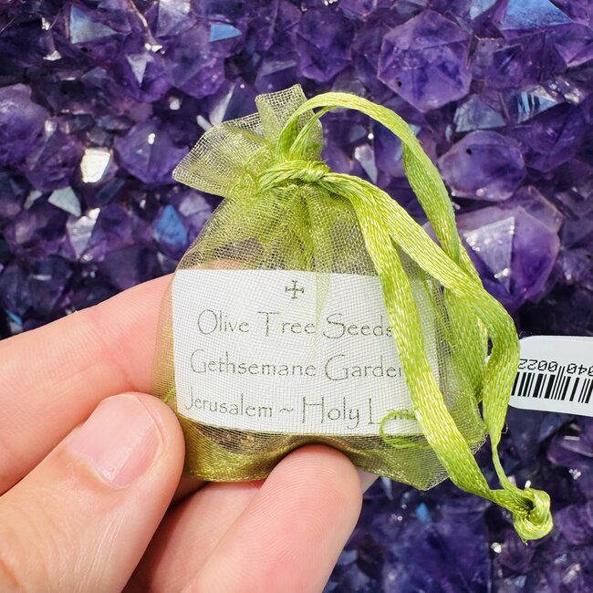 Garden of Gethsemane Olive Tree Seeds (Pack of 3)