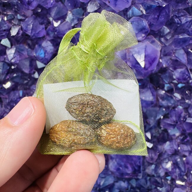 Garden of Gethsemane Olive Tree Seeds (Pack of 3)